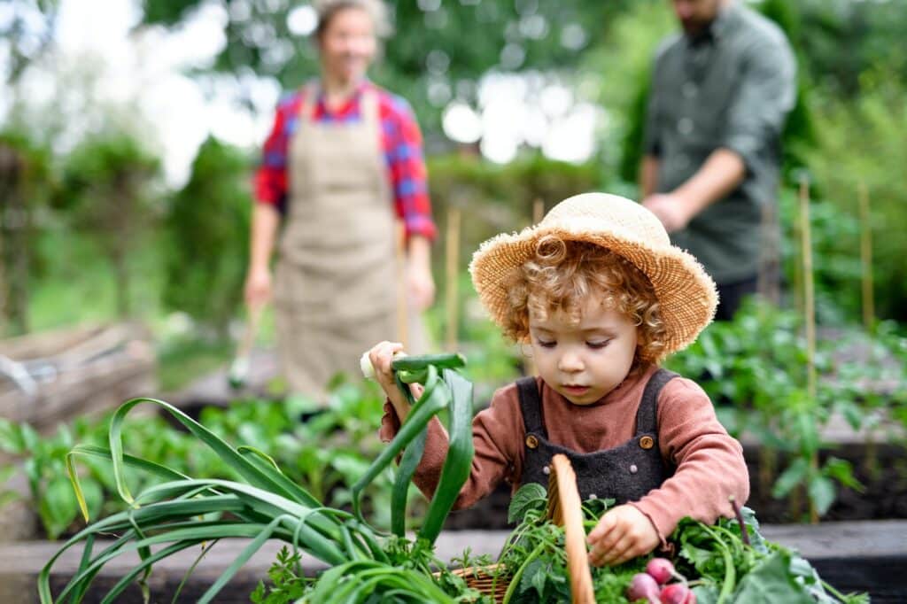 Small girl with parents gardening on farm, growing organic vegetables